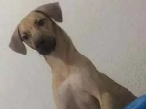 Cachorro raça SRD idade 7 a 11 meses nome Toby