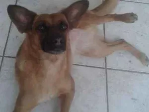 Cachorro raça Vira-lata idade 2 a 6 meses nome Janis Joplin