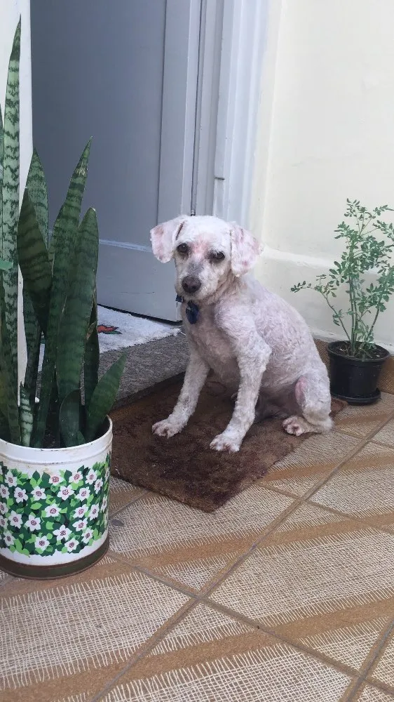 Cachorro ra a Poodle idade  nome Encontrado