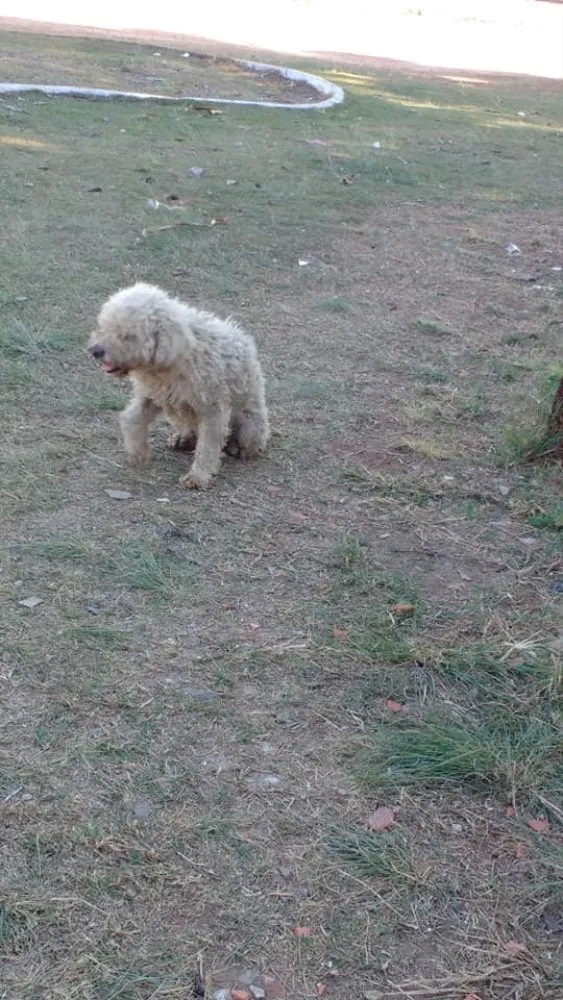 Cachorro ra a Poodle idade  nome Encontrado