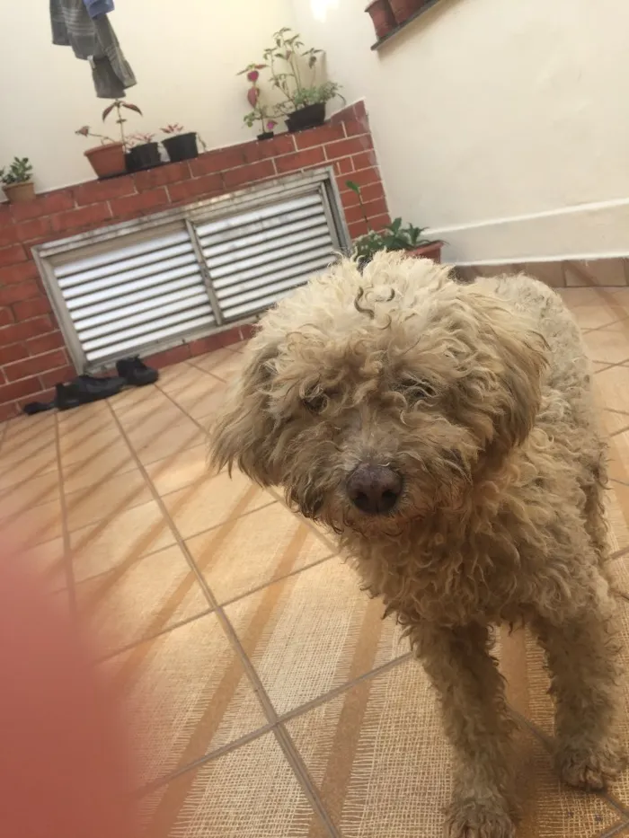 Cachorro ra a Poodle idade  nome Encontrado