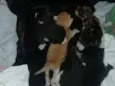 Ñ tem nome