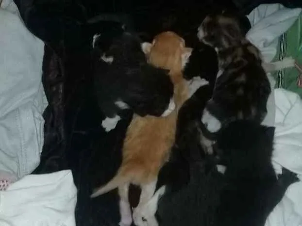 Gato raça Sem raça definida idade Abaixo de 2 meses nome Ñ tem nome