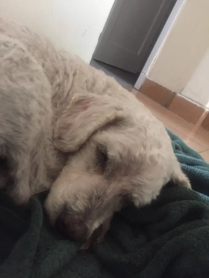 Cachorro ra a Poodle idade  nome Encontrado