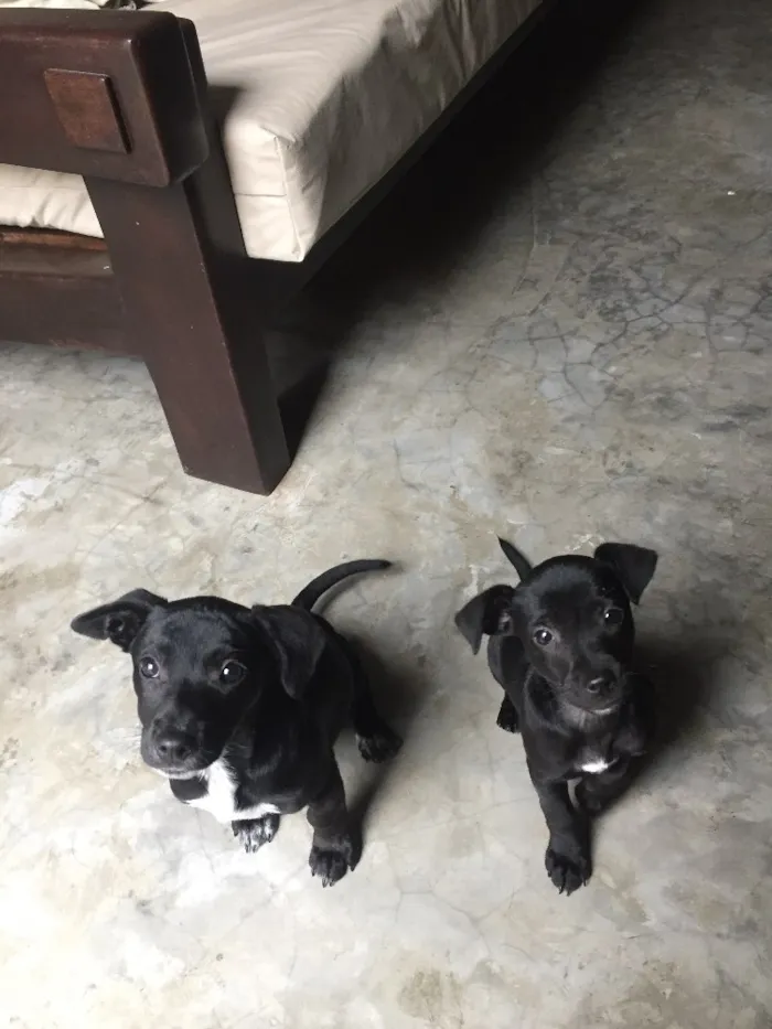 Cachorro ra a Vira lata idade 2 a 6 meses nome Sem nome