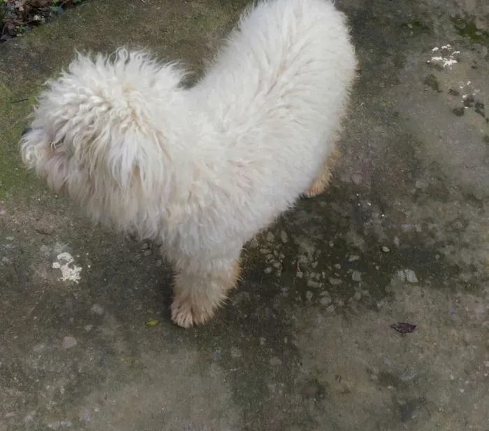 Cachorro ra a Poodle idade 7 a 11 meses nome Fofi