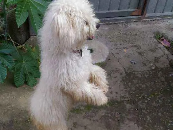 Cachorro ra a Poodle idade 7 a 11 meses nome Fofi