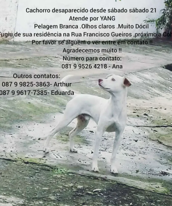 Cachorro ra a Perdigueiro com vira lata idade 1 ano nome Yang