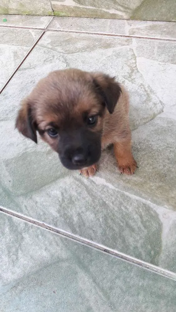 Cachorro ra a Indefinida idade Abaixo de 2 meses nome Lara e Ravena