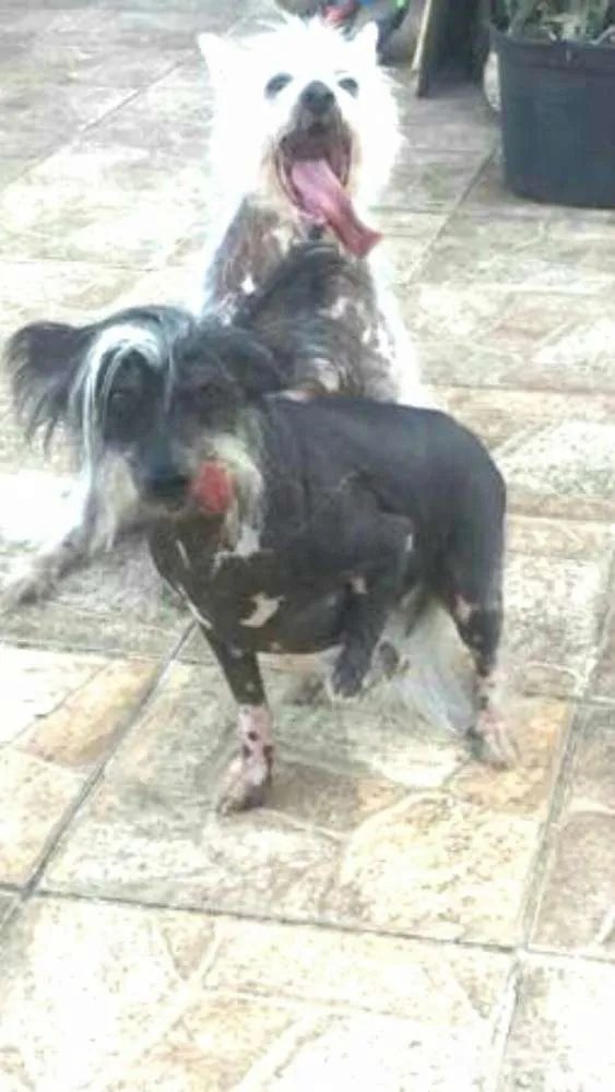 Cachorro ra a Cão de Crista Chinês  idade 4 anos nome Breno e Bruno
