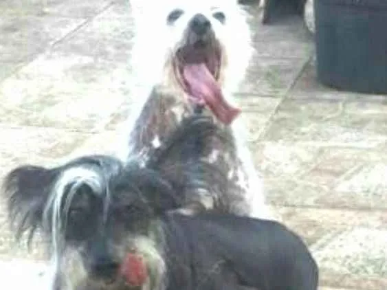 Cachorro ra a Cão de Crista Chinês  idade 4 anos nome Breno e Bruno