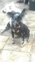 Breno e Bruno