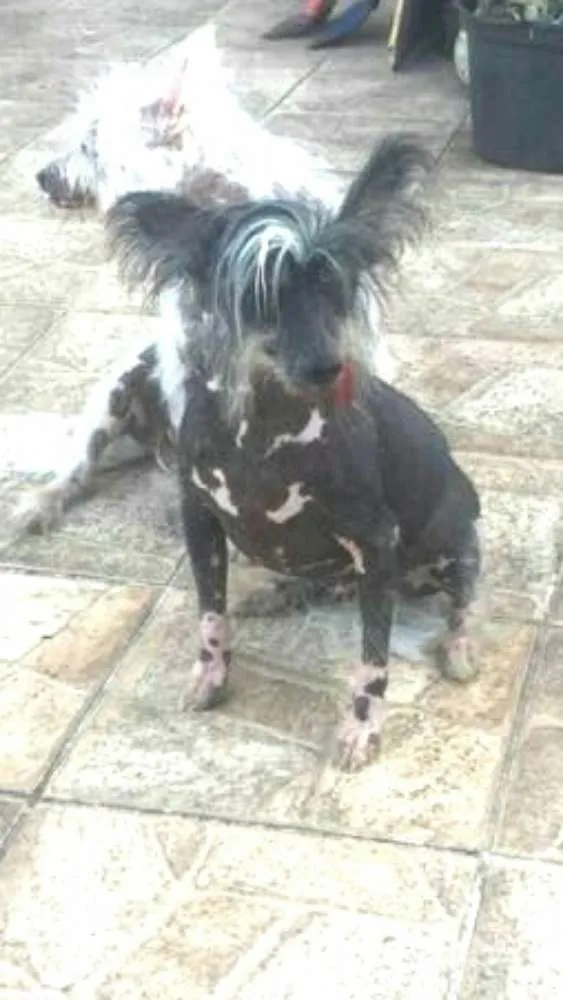 Cachorro ra a Cão de Crista Chinês  idade 4 anos nome Breno e Bruno