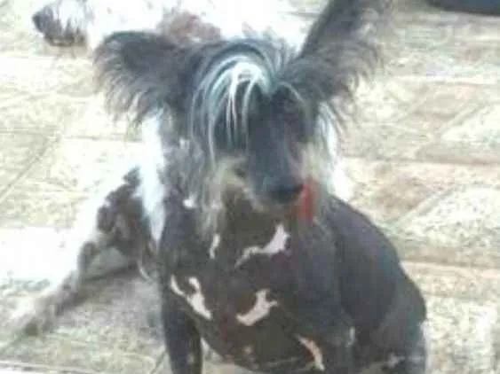 Cachorro ra a Cão de Crista Chinês  idade 4 anos nome Breno e Bruno