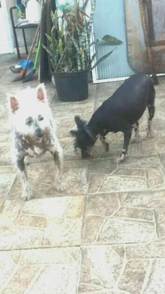 Cachorro ra a Cão de Crista Chinês  idade 4 anos nome Breno e Bruno