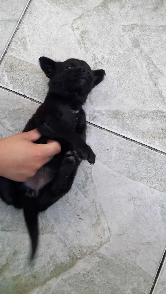 Cachorro ra a Indefinida idade Abaixo de 2 meses nome Lara