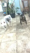 Breno e Bruno