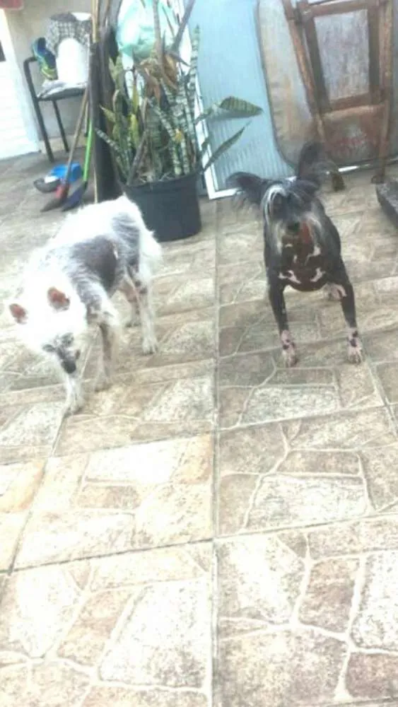 Cachorro ra a Cão de Crista Chinês  idade 4 anos nome Breno e Bruno