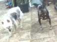 Breno e Bruno