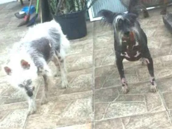 Cachorro ra a Cão de Crista Chinês  idade 4 anos nome Breno e Bruno