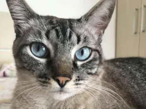 Gato raça SRD idade 3 anos nome TOM