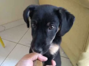 Cachorro raça Sem raça definida idade 2 a 6 meses nome Sem nome