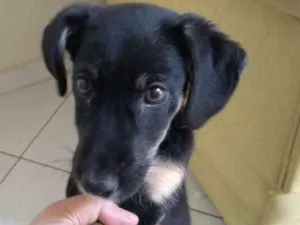 Cachorro raça Sem raça definida idade 2 a 6 meses nome Sem nome