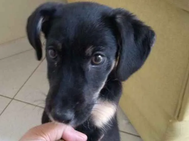 Cachorro ra a Sem raça definida idade 2 a 6 meses nome Sem nome