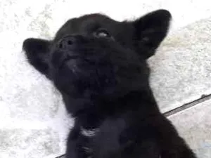 Cachorro raça Indefinida idade Abaixo de 2 meses nome Lara