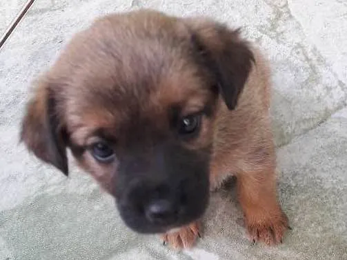 Cachorro ra a Indefinida idade Abaixo de 2 meses nome Lara e Ravena