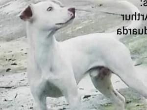 Cachorro raça Perdigueiro com vira lata idade 1 ano nome Yang