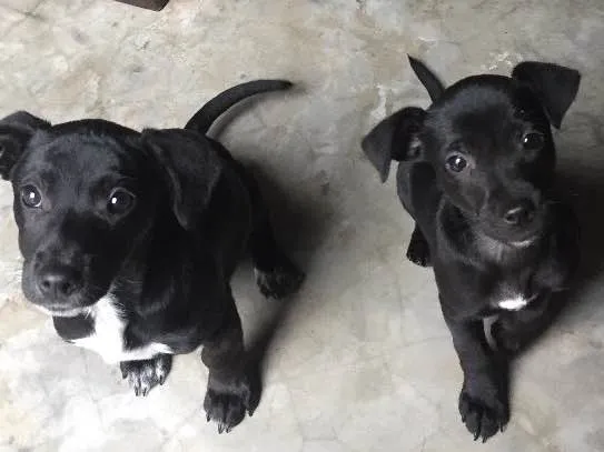 Cachorro ra a Vira lata idade 2 a 6 meses nome Sem nome