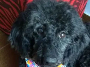 Cachorro raça Poodle idade 3 anos nome Dorinha