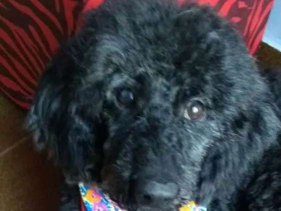 Cachorro ra a Poodle idade 3 anos nome Dorinha