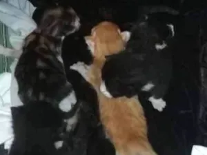 Gato raça Sem raça definida idade Abaixo de 2 meses nome Ñ tem nome