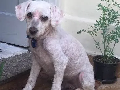 Cachorro ra a Poodle idade  nome Encontrado