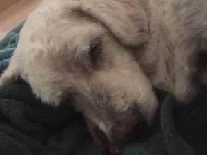 Cachorro raça Poodle idade  nome Encontrado