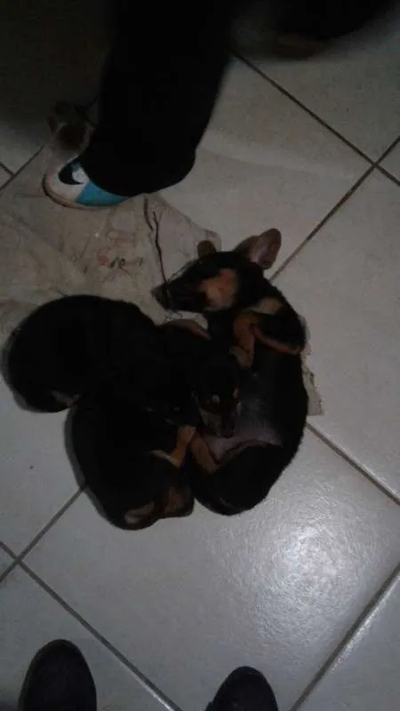 Cachorro ra a  idade 2 a 6 meses nome Simonet