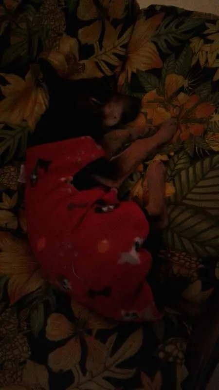 Cachorro ra a  idade 2 a 6 meses nome Simonet