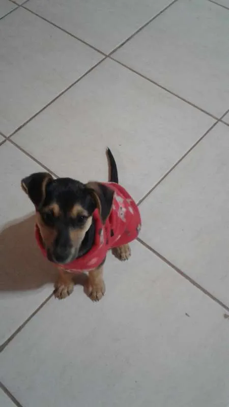 Cachorro ra a  idade 2 a 6 meses nome Simonet