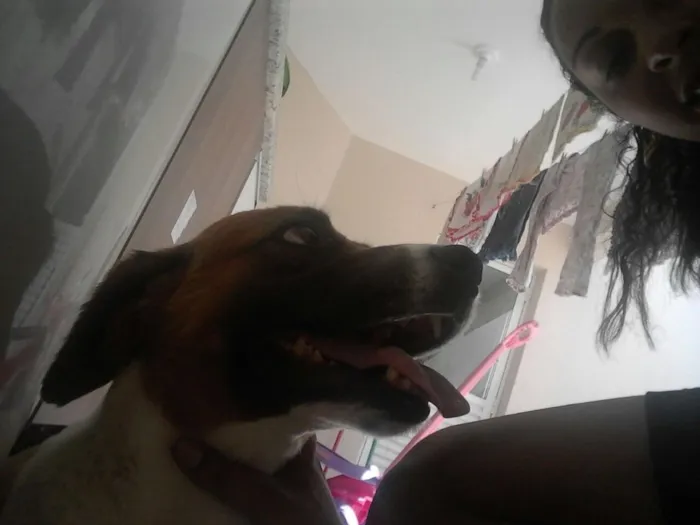 Cachorro ra a Sem raça definida idade 5 anos nome Nina