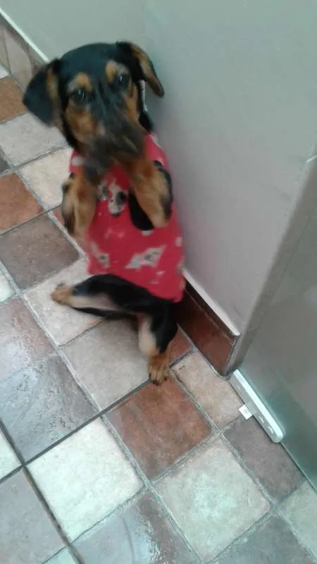Cachorro ra a  idade 2 a 6 meses nome Simonet