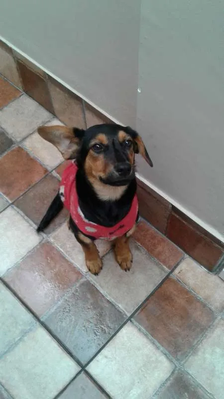 Cachorro ra a  idade 2 a 6 meses nome Simonet