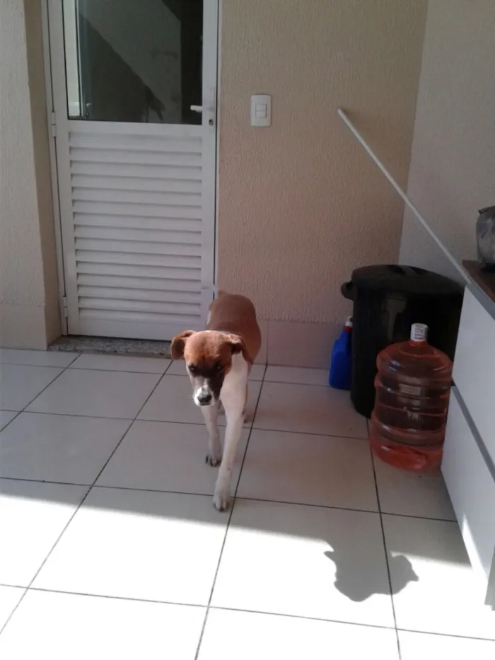 Cachorro ra a Sem raça definida idade 5 anos nome Nina