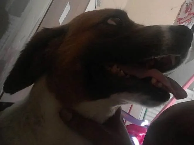 Cachorro ra a Sem raça definida idade 5 anos nome Nina