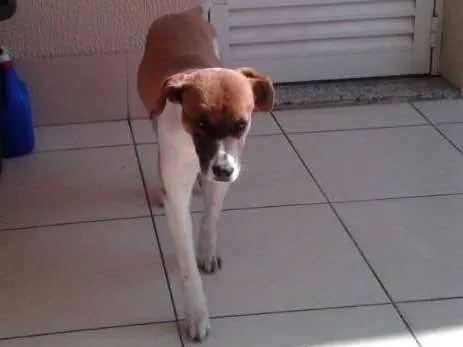 Cachorro ra a Sem raça definida idade 5 anos nome Nina