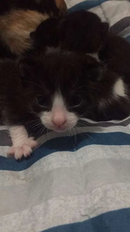 Gato ra a SEM RAÇA idade Abaixo de 2 meses nome SEM NOME