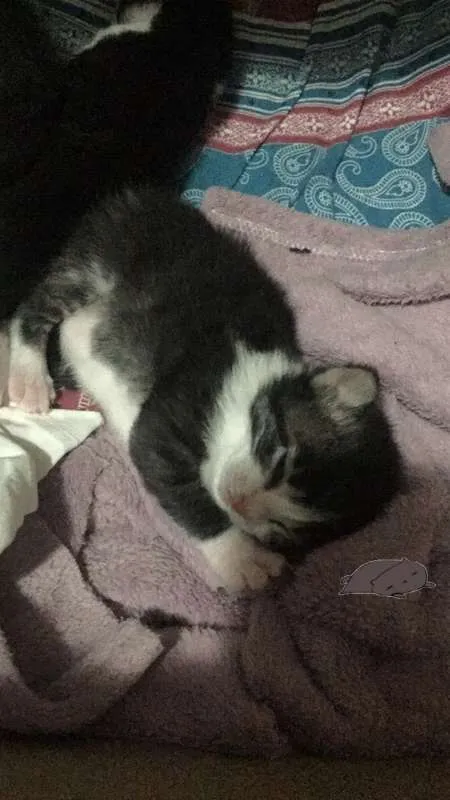 Gato ra a SEM RAÇA idade Abaixo de 2 meses nome SEM NOME