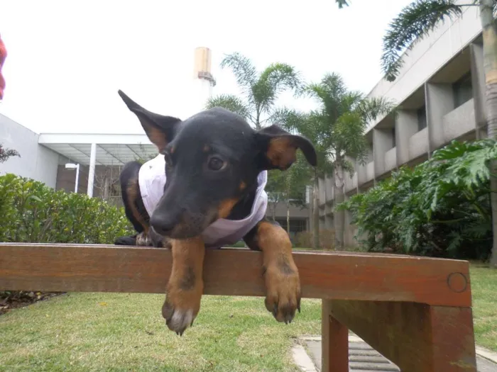 Cachorro ra a SRD idade 2 a 6 meses nome Pretinha