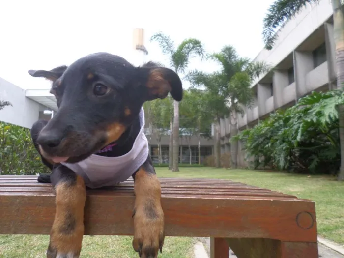 Cachorro ra a SRD idade 2 a 6 meses nome Pretinha